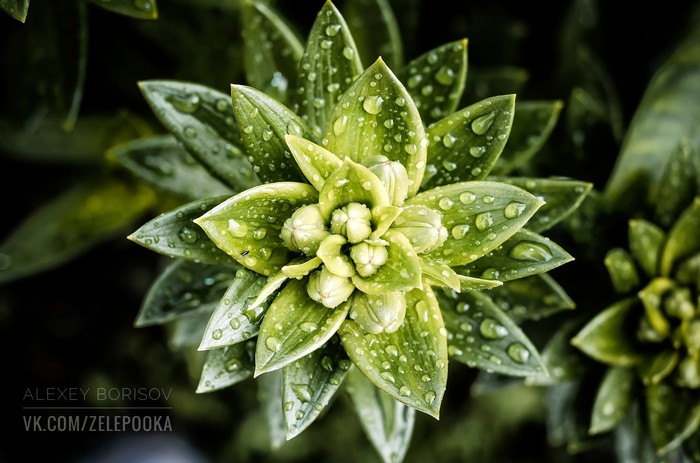 Morning dew. - My, Flowers, Greenery, The photo, Nikon, 50mm