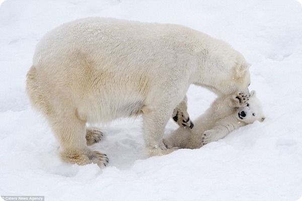 How much fun a bear cub can have with his big mother polar bear) - Bear, Polar bear, The park, Finland, Longpost, The Bears