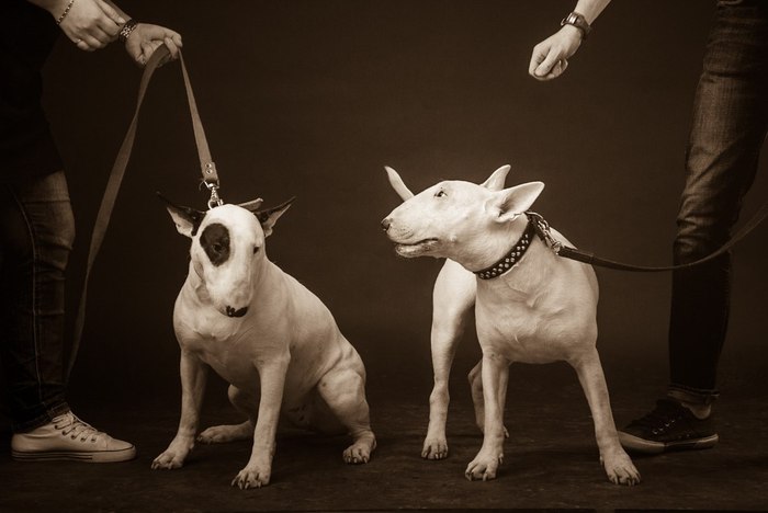 Most Frequently Asked Questions to Me as a (Happy) Owner of (Now Two) Bull Terriers - My, Bull terrier, , , , , , Longpost, Dog
