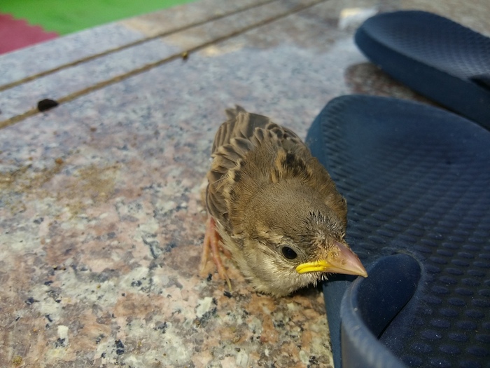 Yellow-mouthed in the tape :-) - My, Sparrow, , , Slippers