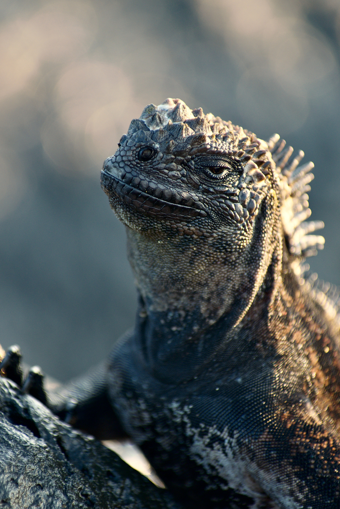 Аргонианин который многое повидал.