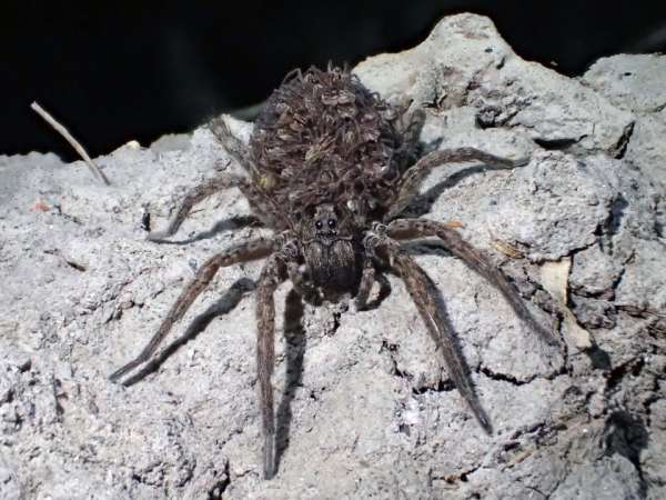 Spider with spiders (Yes, Australia) - Spider, Australia, The photo