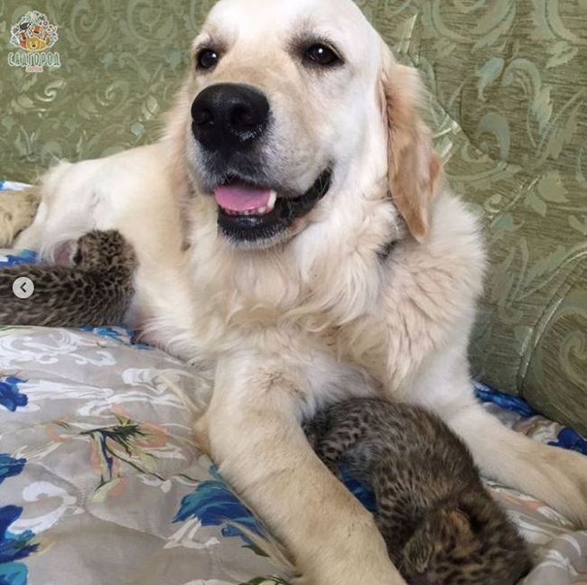 Dog adopts two leopard kittens at Seaside Zoo - Dog, Adoption, Kindness, cat, Longpost