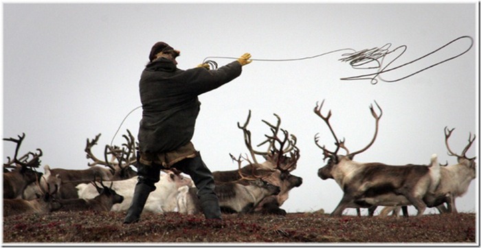 Residents of the North call vegetarians Krivorukov hunter - Deer, Hunter, Vegetarianism, Deer