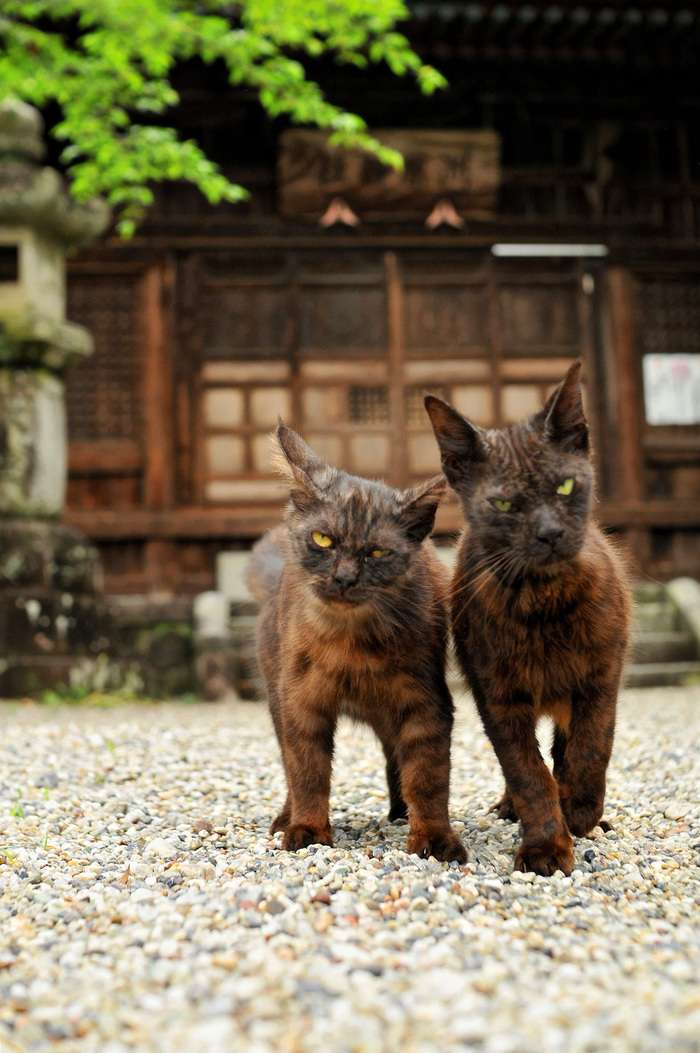 Halloween cats ,    , 