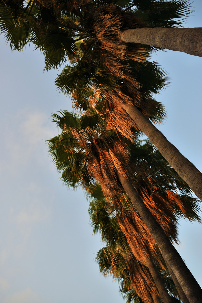 Maybe to the sea... - My, Photographer, The photo, Palm trees, Sea, League Photos, Summer