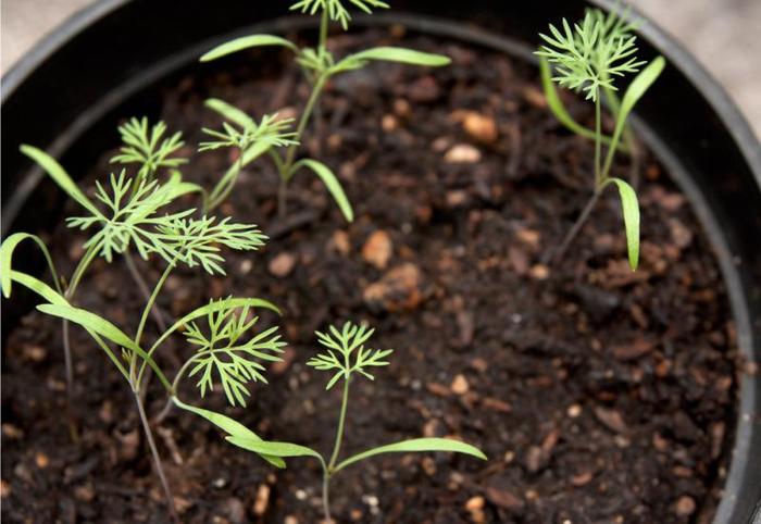 How to grow dill on a windowsill. - My, Dill, Vegetable garden on the windowsill, For the winter, Vegetables, Growing, Longpost