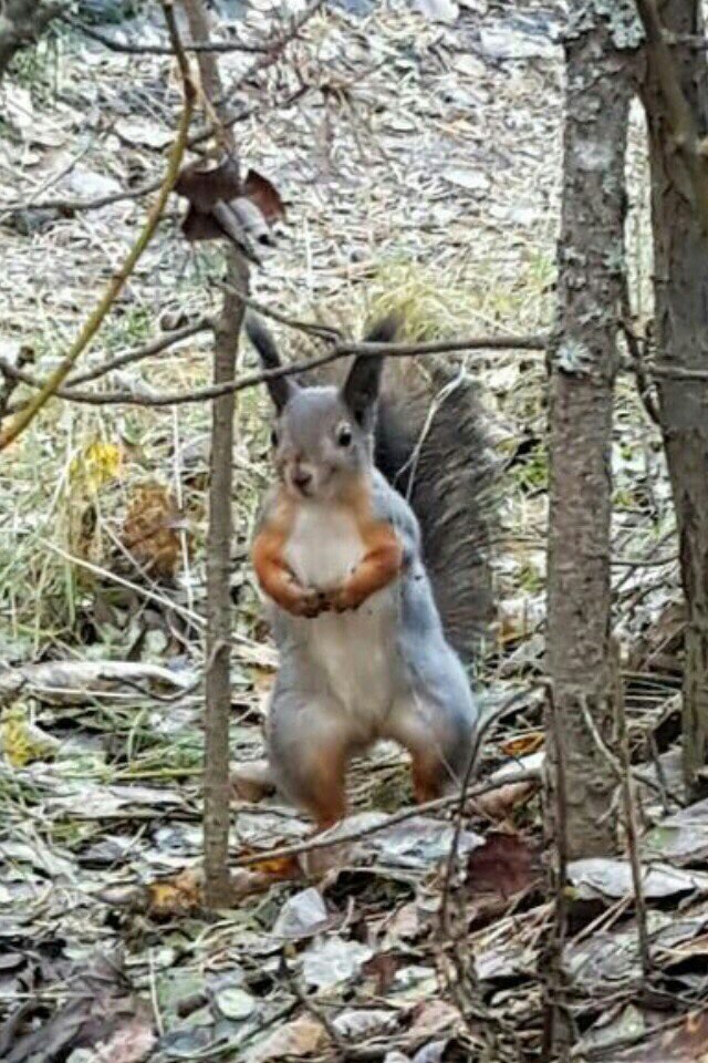 Squirrel-muscling - My, Humor, Images