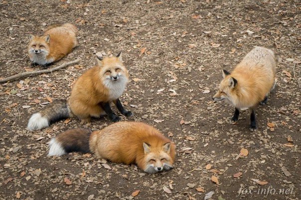 Come to us, let's sleep together! - Fox, Fox Village, , Relaxation, Animals, The photo