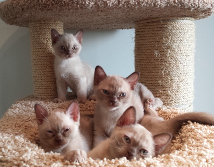 Traditional american burmese kittens - My, , , Kittens, Kittens, , Burmese, , 
