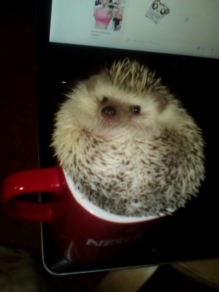 Hedgehog - My, Hedgehog, , Nescafe, , Coffee