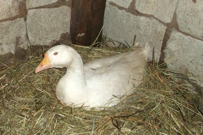 Domestic geese part 2 - My, Гусь, Goose, Pets, Birds, Longpost