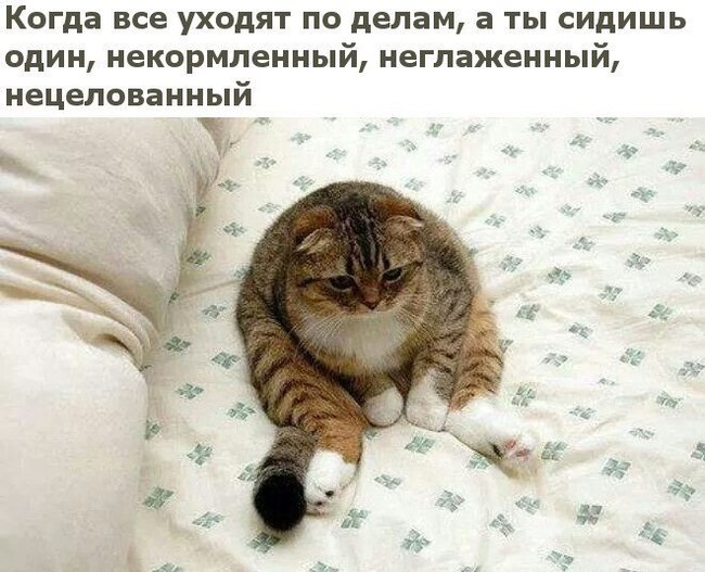 Грустный котик | Пикабу