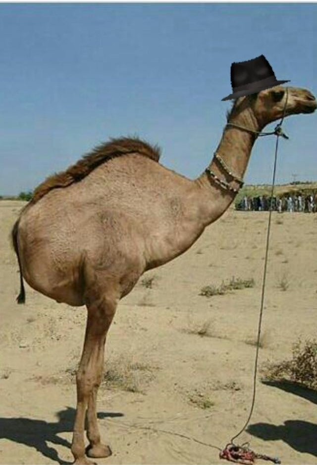 Camel half price - My, Humor, Black humor, Camels