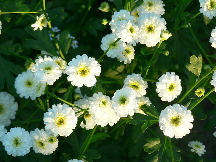 Tell me, please, what kind of flower? - My, Flowers, Summer, Greenery, , Chrysanthemums