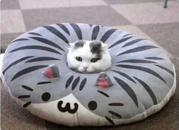 Котик в подушке | Пикабу