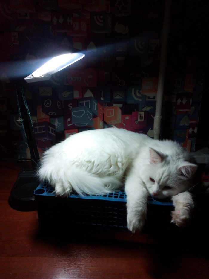 Котоламповый мой