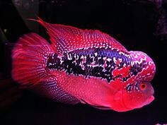 Flower Horn - Aquarium, Cichlids