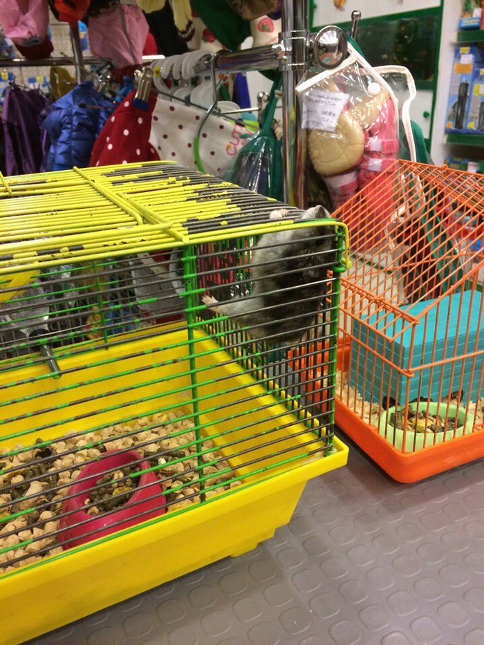 Nice escape attempt - The escape, Rodents, Pet Shop, Tenacity, Longpost