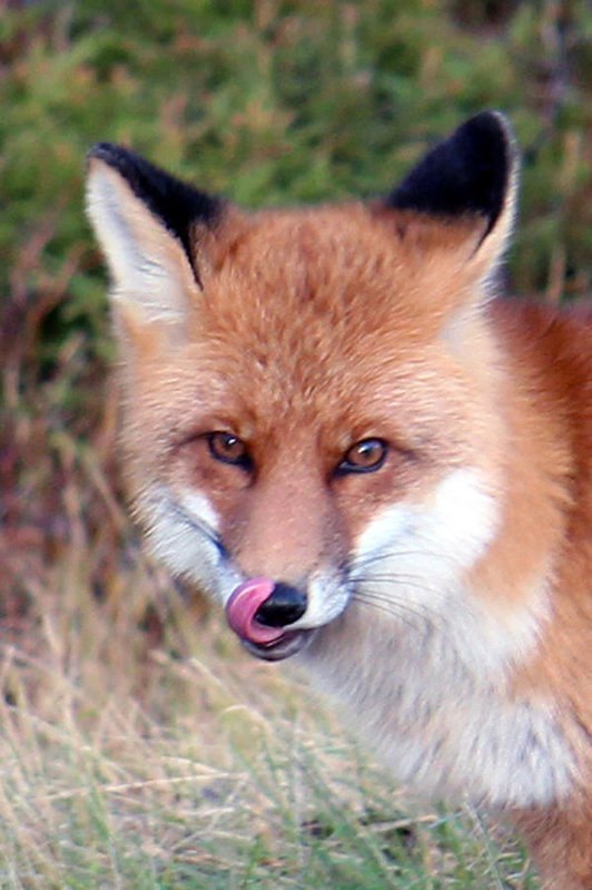 Tricky glance - Fox, Ognevka, Language, Animals, The photo