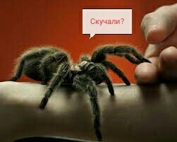 How to get a tarantula spider. - Spider, Bird spiders, Pet, Longpost, Pets