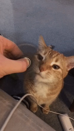 Игрушка для кота