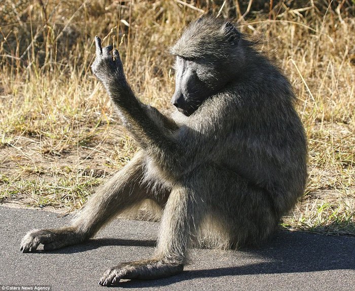 For important negotiations. - Baboons, Fuck