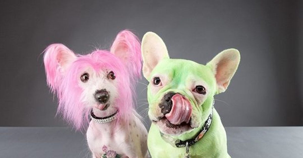Про розовых собак. Розовая собака. Розовый щенок. Смешная розовая собака.