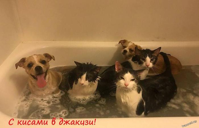 Jacuzzi) - cat, Dog, Bath