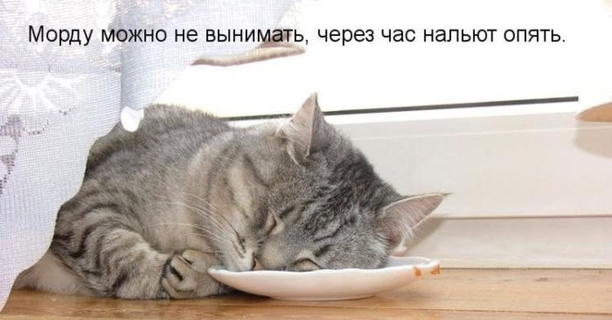 Почему я устаю. Котик после обеда. Поспать после обеда. Кот проснулся. После обеда приколы.