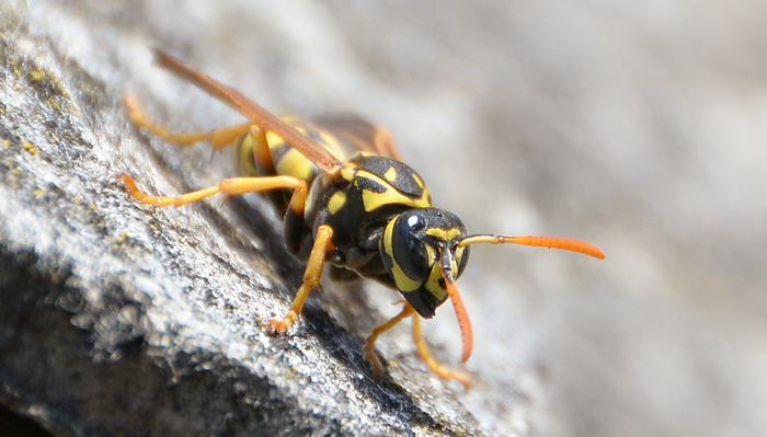 Vespula vulgaris - Моё, Макро, Фотография, Оса, Макросъемка