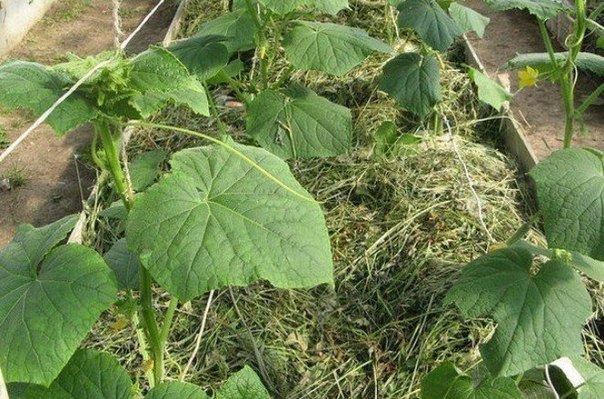 Cucumbers in trenches - double harvest - My, Garden, Cucumbers, Сельское хозяйство, Longpost