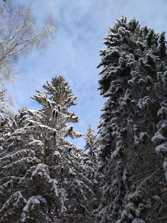 Ноябрьские красоты Подмосковья - Моё, Зима, Снег, Лес, Подмосковье, Длиннопост