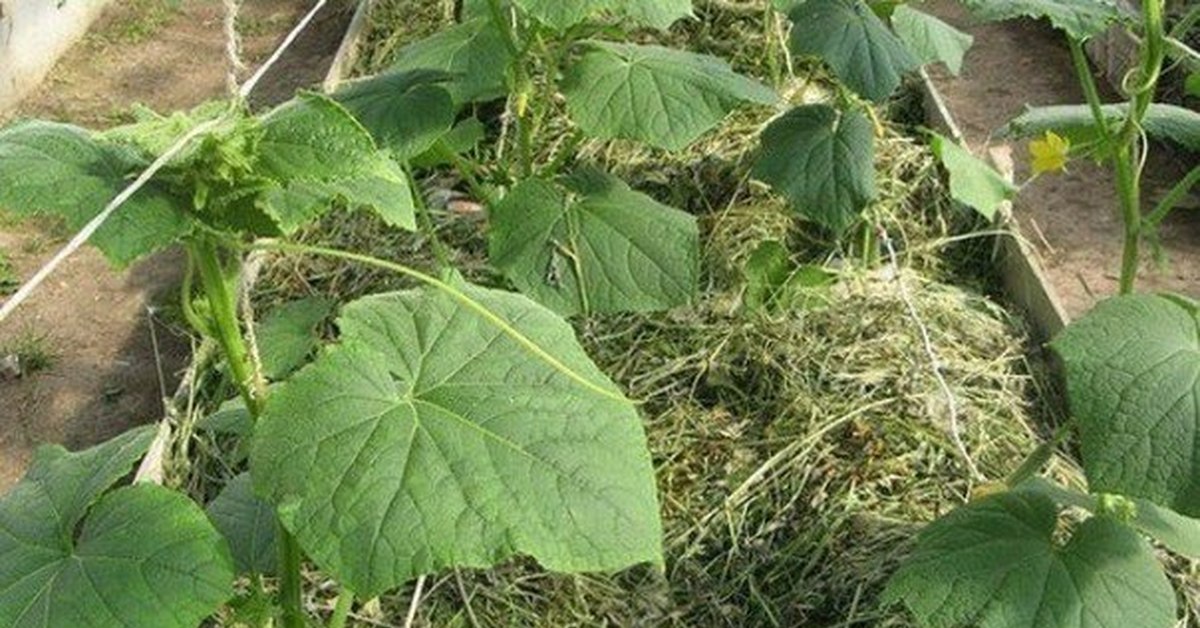 Какие огурцы можно посадить в июле. Сибирская гирлянда огурцы. Огурцы название сортов. Сорт огурцов забияка. Огурцы растут.