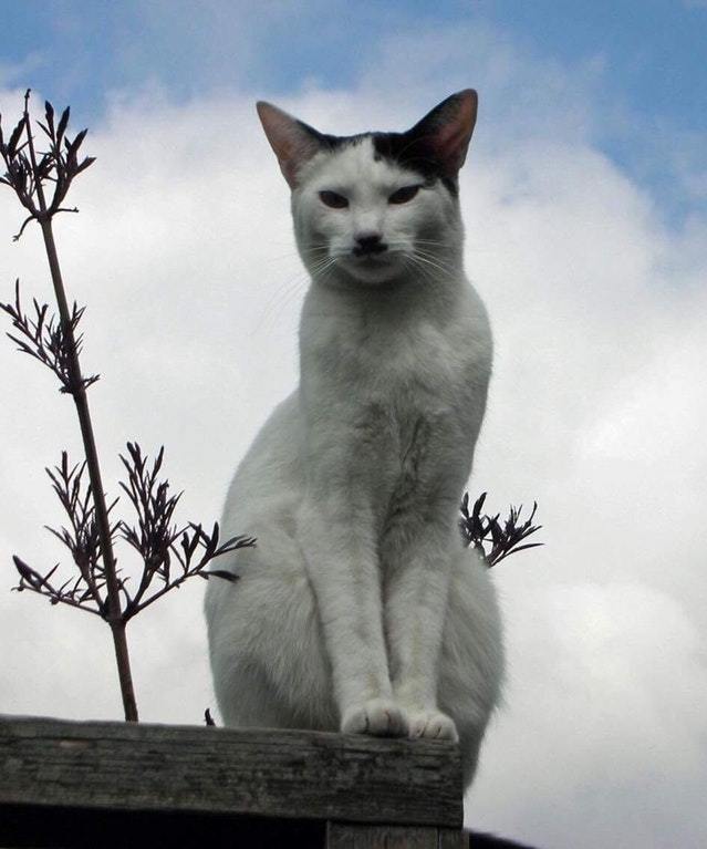 Cat Murzik, underground nickname Kitler - cat, Adolf Gitler