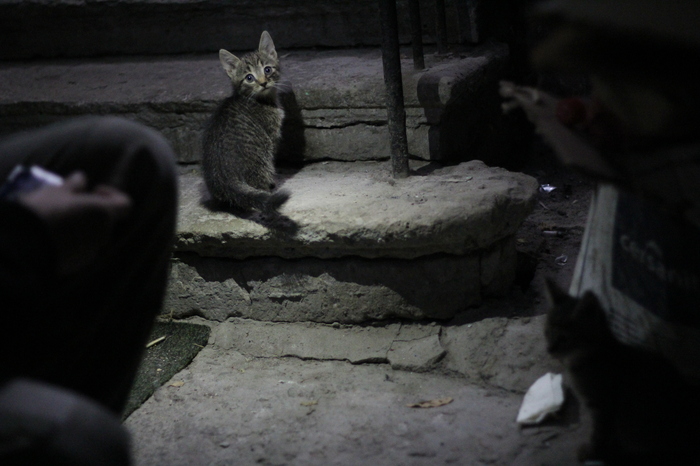 Kittens are in good hands, help find the owners. - My, I'll give it to good hands, In good hands, Saint Petersburg, cat, Help, Longpost
