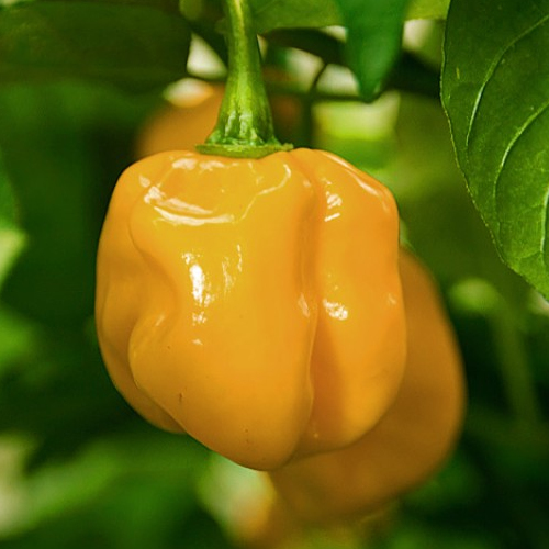 We grow Numex Suave Orange, Aji Melocoton and Tabasco. - My, Pepper, , , Tabasco, Longpost