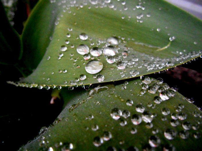 raindrops - My, Rain, Leaves, Water, Drops, Green, Macro, Macro photography, The photo, Longpost