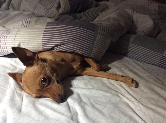 dog loves to sleep - My place, Do not bother, Toy Terrier, Dog, My