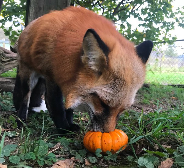 ����� ������ ��� �� ���...