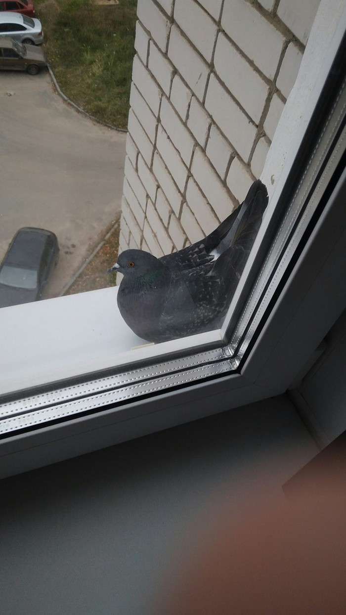 Nothing special. - Pigeon, Windowsill