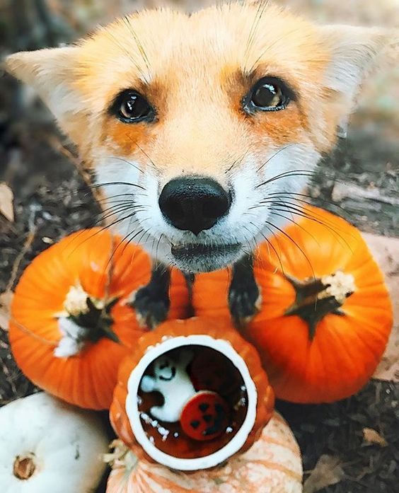 Любопытный нос ^.^