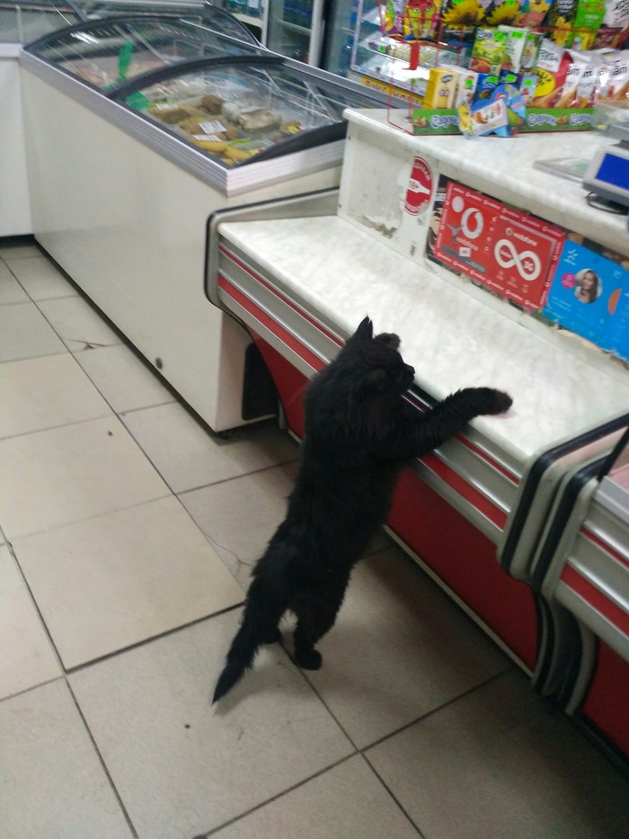 I need a kilo of fish please - cat, My, Score, Customer