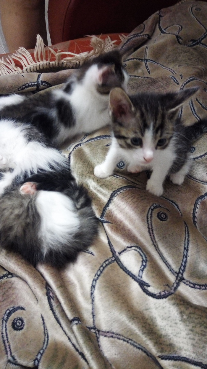 Kittens are looking for owners - My, cat house, In good hands, Kittens, Saratov, Zavodskoy district, Longpost, cat, Help