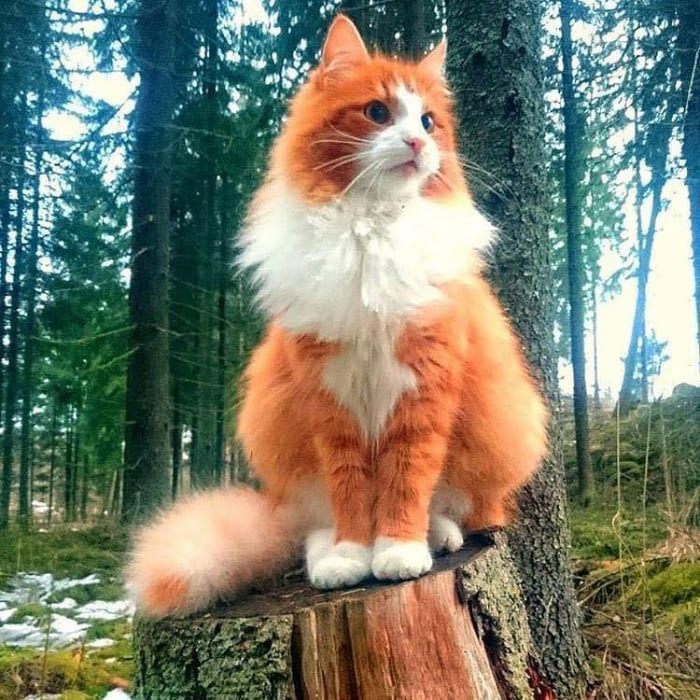 Kotolis - , Nature, Handsome men, cat