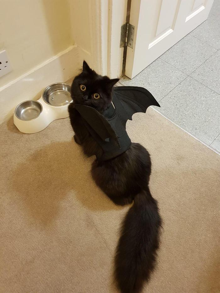 Cat - bat - Bat, cat