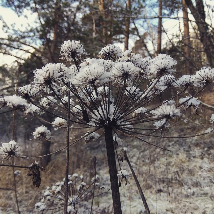 Красота в мелочах... - Моё, Снег, Красота природы