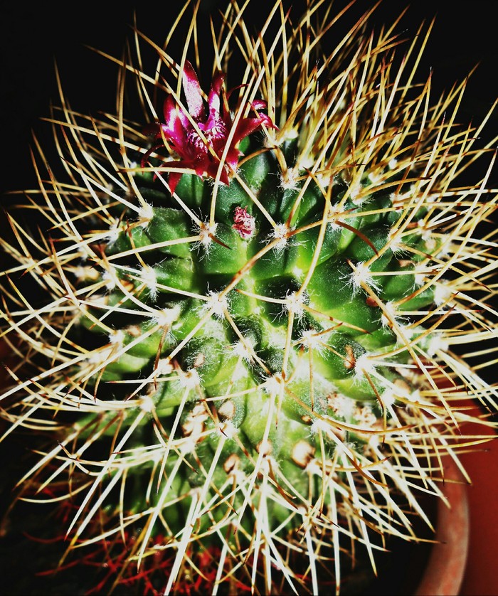 Кактусомания | Пикабу