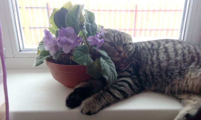Кот-цветовод!