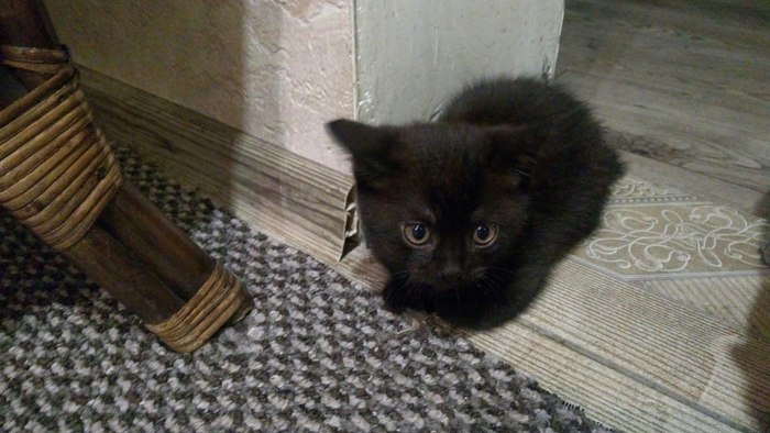 I will give two kittens in Kaliningrad - My, , In good hands, cat, Help